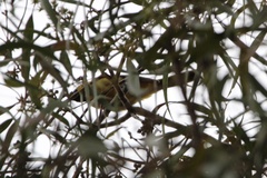 Icterus cucullatus nelsoni