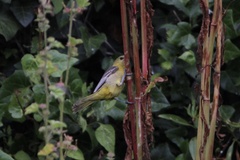 Icterus cucullatus nelsoni