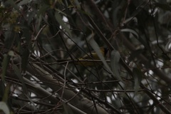 Icterus cucullatus nelsoni