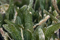 Halophila
