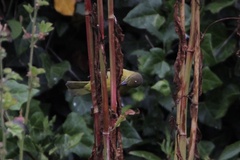 Icterus cucullatus nelsoni