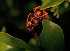 Pseudabispa ephippioides