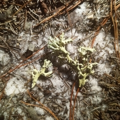 Cladonia perforata