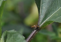 Penthobruchus germaini