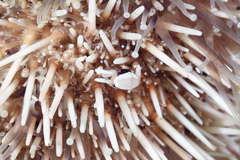 Gnathophylloides mineri