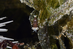 Gnathophyllum americanum