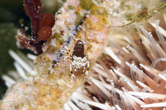 Gnathophyllum americanum