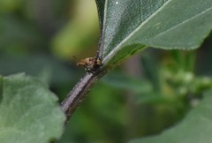 Penthobruchus germaini