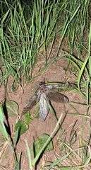 Dysmicohermes disjunctus