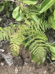 Pteridium aquilinum decompositum