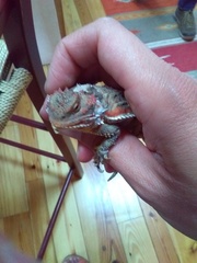 Phrynosoma hernandesi