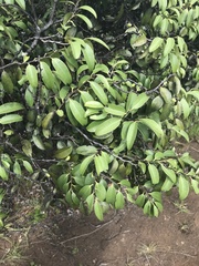 Diospyros sandwicensis