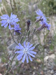 Lactuca pulchella