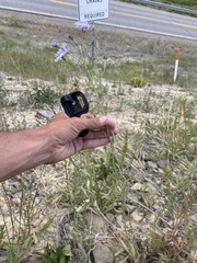 Lactuca pulchella