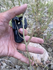 Lactuca pulchella