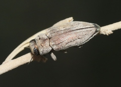 Chrysobothris deserta