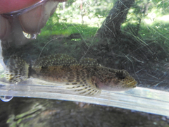 Cottus caeruleomentum