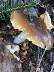 Cortinarius stillatitius
