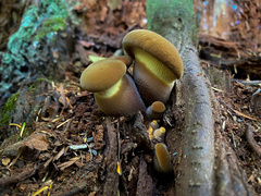 Tapinella atrotomentosa