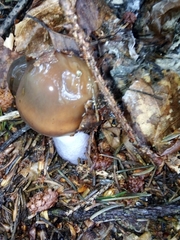 Cortinarius stillatitius