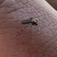 Ochlerotatus