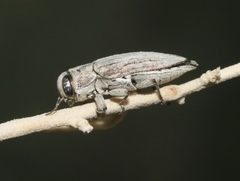 Chrysobothris deserta