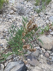 Astragalus scopulorum