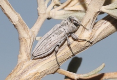 Chrysobothris deserta