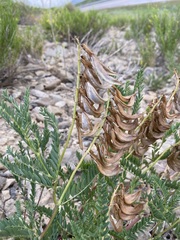 Astragalus scopulorum