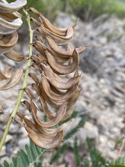 Astragalus scopulorum