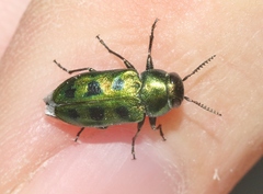 Knowltonia calida