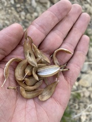 Astragalus scopulorum