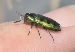 Knowltonia calida