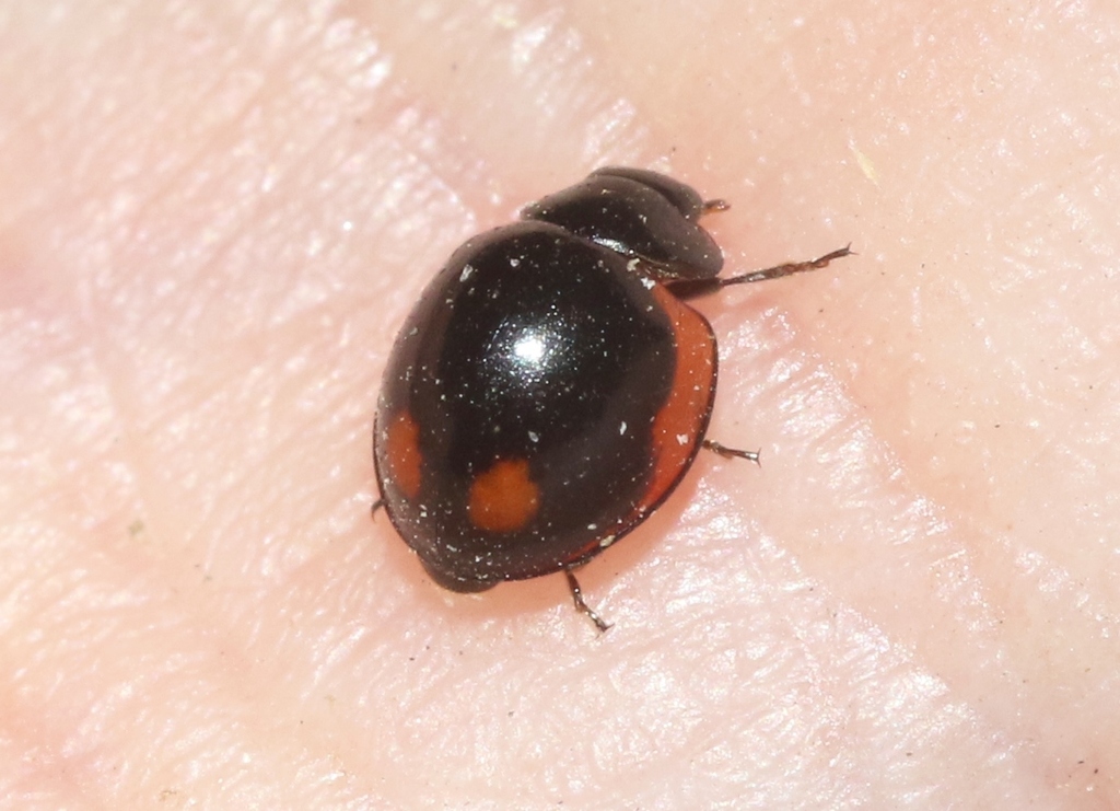 Lepine Lady Beetle