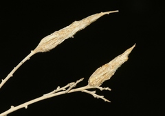 Neolasioptera willistoni