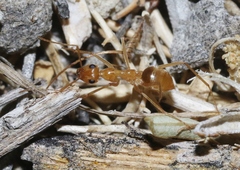 Myrmecocystus