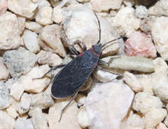Melacoryphus rubicollis