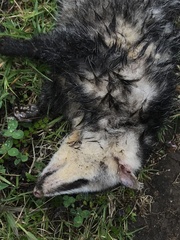 Didelphis pernigra