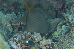 Cantherhines dumerilii