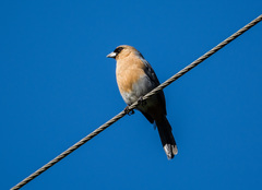 Schistochlamys ruficapillus