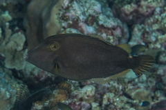 Cantherhines pardalis