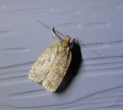 Agonopterix robiniella