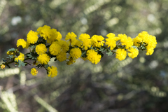 Acacia pulchella