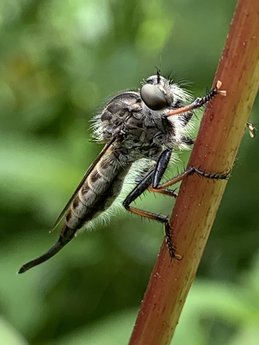 Northeastern Hammertail photo 6