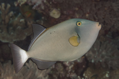 Pinktail Triggerfish photo 5