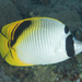 Spotnape Butterflyfish - Photo (c) Mark Rosenstein, some rights reserved (CC BY-NC-SA), uploaded by Mark Rosenstein