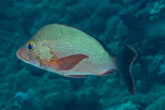Humpback Snapper photo 4