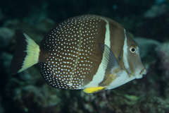 Acanthurus guttatus