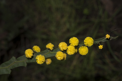 Acacia alata
