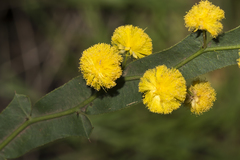 Acacia alata